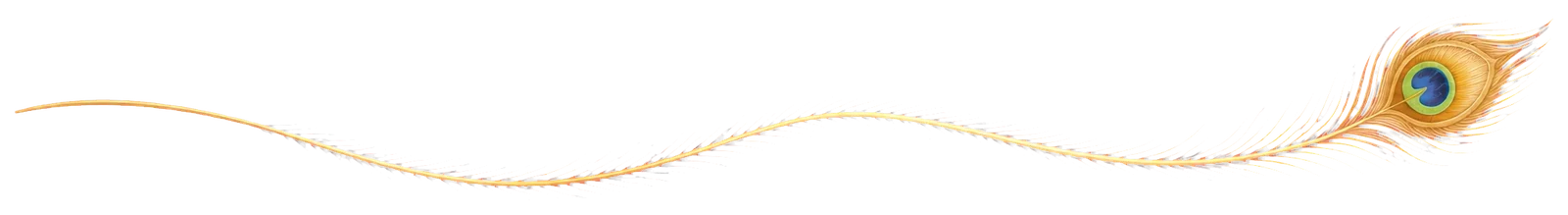 A fine golden peacock feather connecting the four learning steps